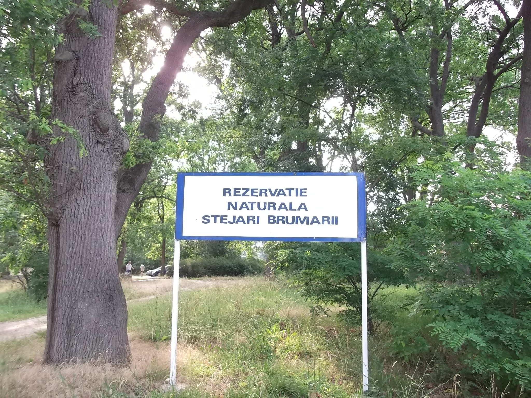 Rezervația stejarii brumării