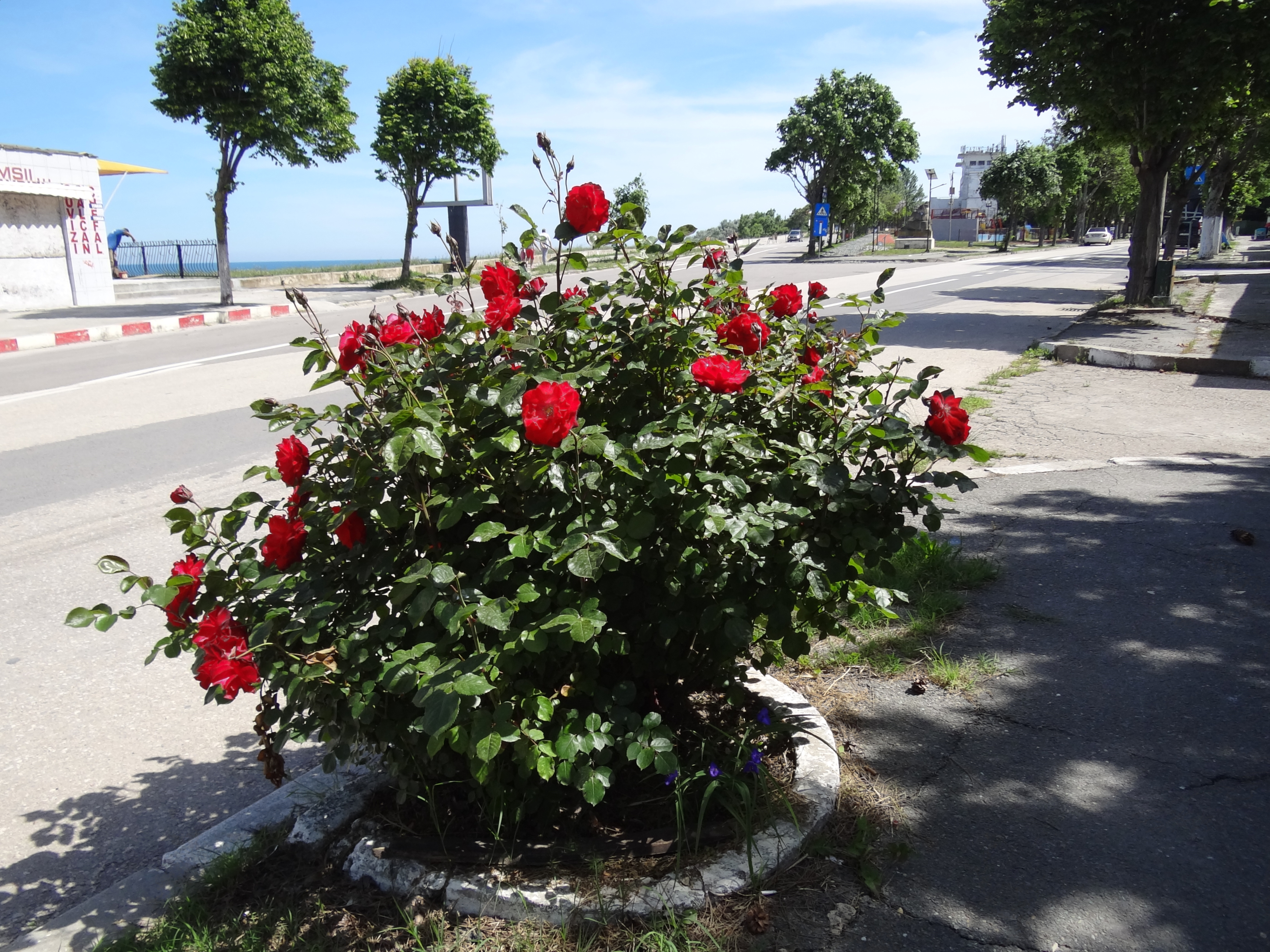 Eforie Sud - strada Faleza